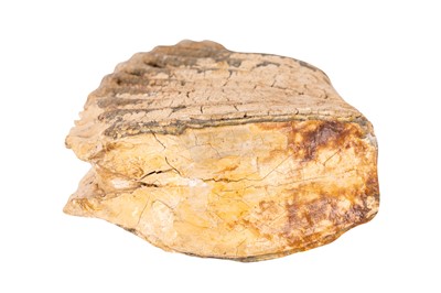 Lot 118 - A FOSSILISED ELEPHANT (PALAEOLOXODON NAMADICUS) TOOTH