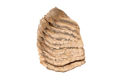Lot 118 - A FOSSILISED ELEPHANT (PALAEOLOXODON NAMADICUS) TOOTH