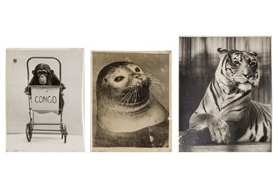 Lot 84 - Various Photographers, c.1960s