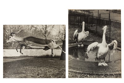 Lot 84 - Various Photographers, c.1960s