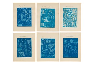 Lot 47 - CYANOTYPE BOTANICAL STUDIES, c.1880