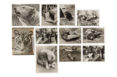 Lot 83 - LONDON ZOO INTEREST- Animals Studies, 1950s-1970s
