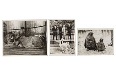 Lot 83 - LONDON ZOO INTEREST- Animals Studies, 1950s-1970s