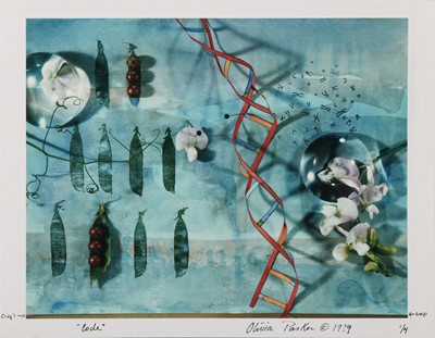 Lot 330 - Olivia Parker (b.1941)