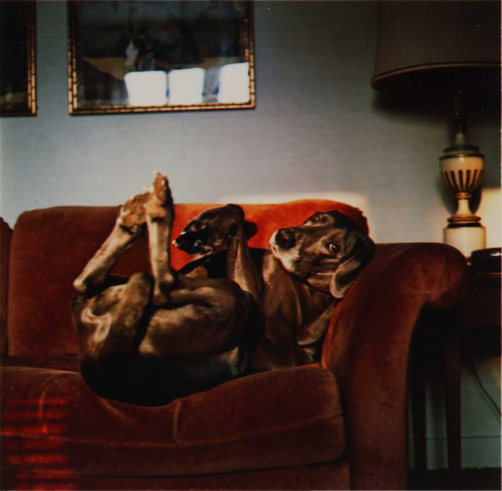 Lot 274 - William Wegman (b.1943)