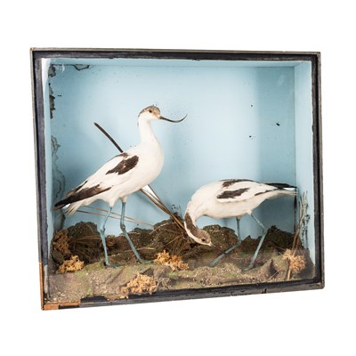 Lot 174 - A Victorian taxidermy group of two Pied Avocets (Recurvirostra avosetta)