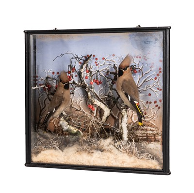 Lot 175 - A Victorian taxidermy group of two Bohemian Waxwings (Bombycilla garrulus)