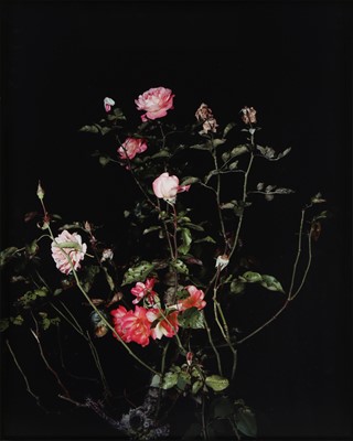 Lot 351 - Sarah Jones (b.1959)