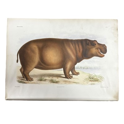 Lot 111 - Milne-Edwards, (Henri & Alphonse) Recherches pour servir à l'histoire naturelle des mammifères comprenant...1868
