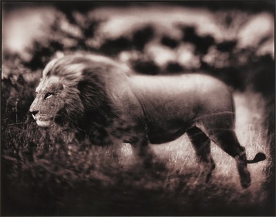 Lot 286 - Nick Brandt (b.1966)