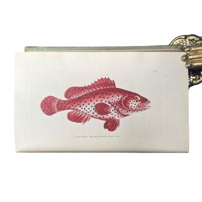 Lot 117 - Shaw (George) & Nodder (Frederick P.) The Naturalist's Miscellany, 24 vols., 1789 - 1813