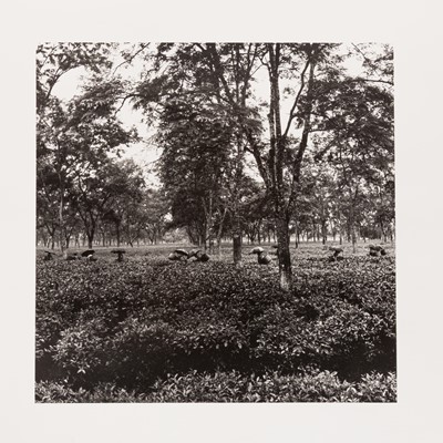 Lot 37 - Cavers. Assam: The Language of Tea, photographs, 1990-95