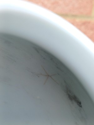 Lot 63 - A rare Chinese doucai 'chrysanthemum' jar, Qing dynasty, Qianlong mark and of the period