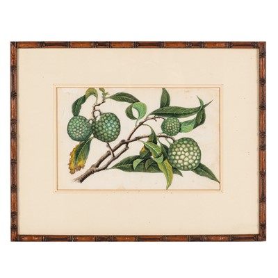 Lot 373 - Three Chinese export pith 'fruit' paintings, Chinese School, 19th century