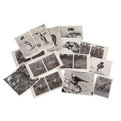 Lot 74 - Cherry Kearton F.R.P.S (1871-1940)