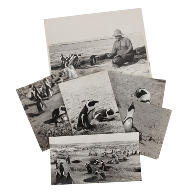 Lot 73 - Cherry Kearton F.R.P.S (1871-1940)