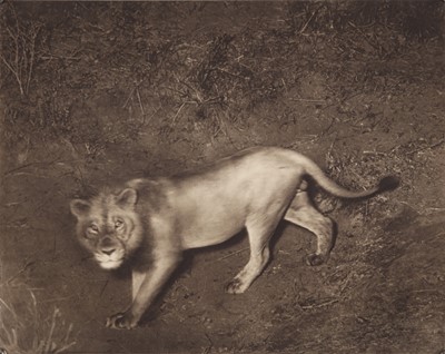 Lot 70 - Cherry Kearton F.R.P.S (1871-1940)