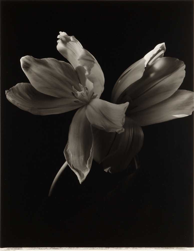 Bruce Rae Shells Photography Lot 277 - Bruce Rae (b.1946)