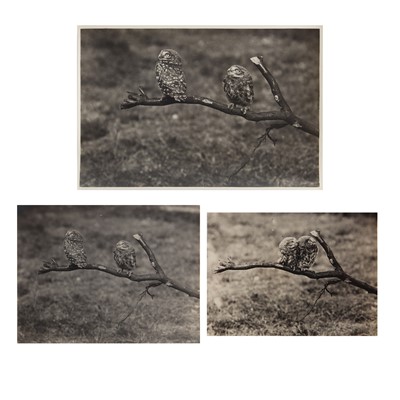 Lot 85 - Ornithology.