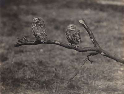 Lot 85 - Ornithology.