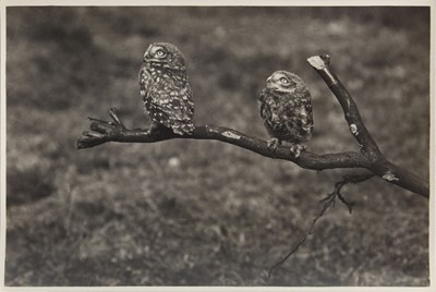 Lot 85 - Ornithology.