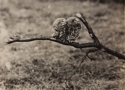 Lot 85 - Ornithology.