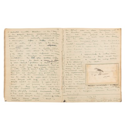 Lot 85 - Ornithology.