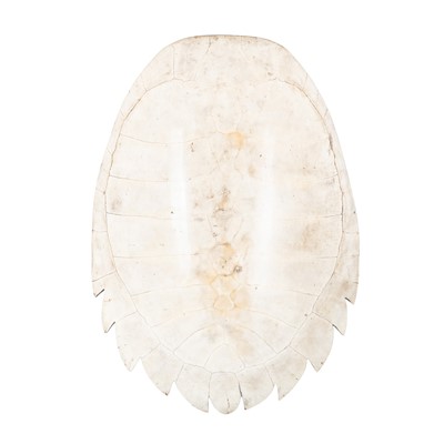 Lot 173 - Giant South American River Turtle Blonde Shell (Podocnemis expansa)