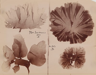 Lot 137 - Unknown Photographer (XIX)