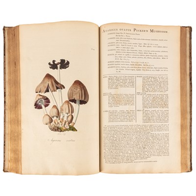 Lot 147 - Curtis. Flora Londinensis, Vol 1 of 2 only, 1777