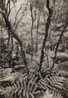 Lot 116 - Ansel Adams (1902-1984)