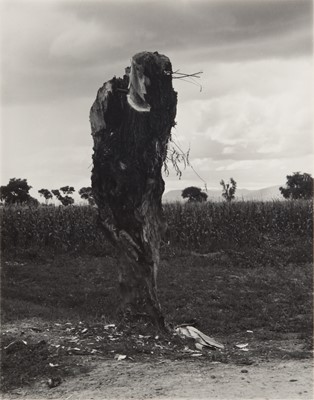 Lot 103 - Manuel Álvarez Bravo (1902-2002)