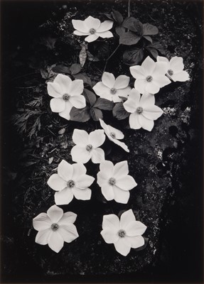 Lot 113 - Ansel Adams (1902-1984)