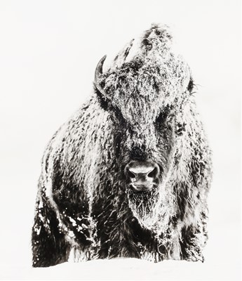Lot 293 - David Yarrow (b.1966)