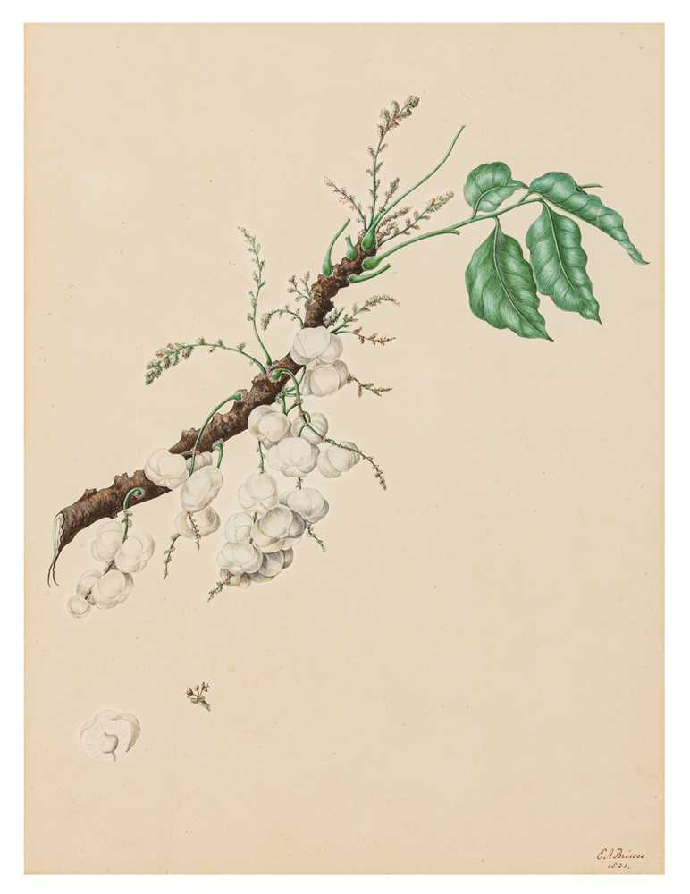 Lot 93 - Elizabeth Ann Briscoe (British, 1780-1842)