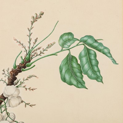 Lot 93 - Elizabeth Ann Briscoe (British, 1780-1842)