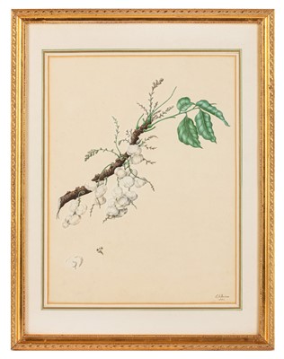 Lot 93 - Elizabeth Ann Briscoe (British, 1780-1842)
