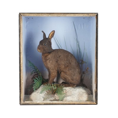 Lot 436 - A taxidermy European brown hare (Lepus europaeus)