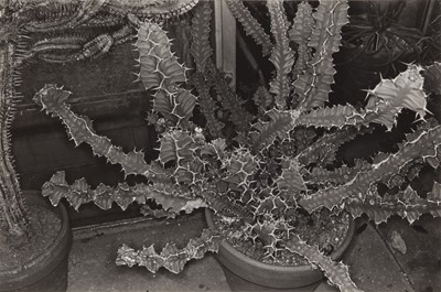 Lot 197 - Lee Friedlander (b.1934)