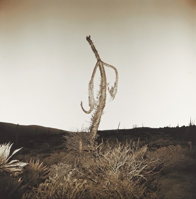 Lot 269 - Richard Misrach (b.1949)