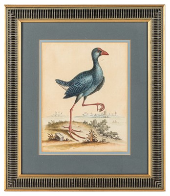 Lot 131 - After George Edwards and Francois Nicolas-Martinet