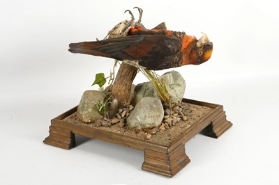 Lot 553 - A taxidermy study of a sub-continent bird of...