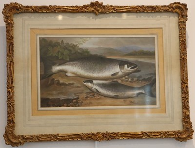 Lot 174 - A framed oil painting study of a trout on a...