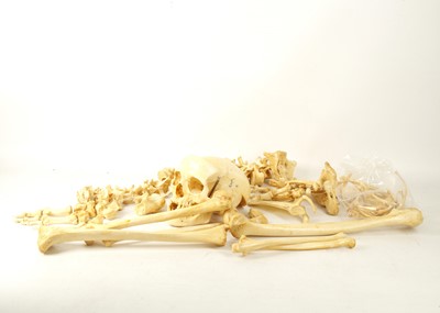 Lot 792 - Medical student aide: bone human skull and...