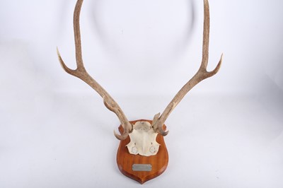 Lot 36 - A pair of trophy mounted red deer antlers for...