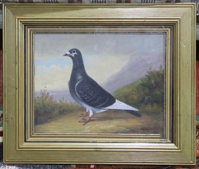 Lot 105 - An oil painting study of a racing Pigeon in a...