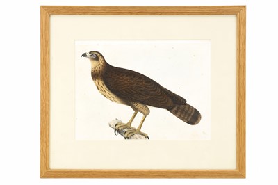 Lot 257 - A VERY FINE INDIAN COMPANY SCHOOL WATERCOLOUR...