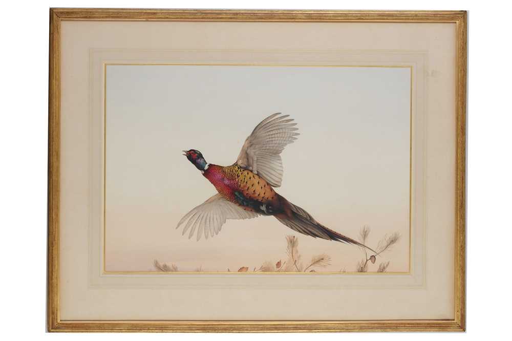Lot 292 - EDWARD JULIUS DETMOLD (1883-1957) Pheasant in...