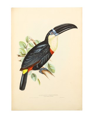 Lot 323 - Gould [John] & Gould [Elizabeth] Ramphastos...