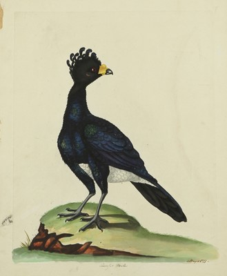 Lot 326 - Hayes (William) ‘Sea-Pie’ [Oystercatcher],...